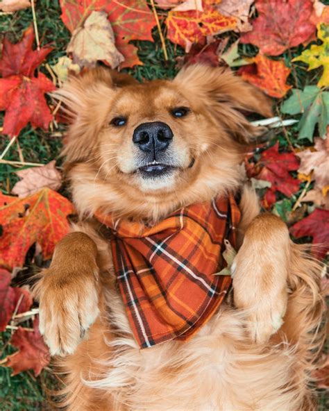 Pin By Lisa Coleman On Autumns Strong Statement Fall Dog Fall