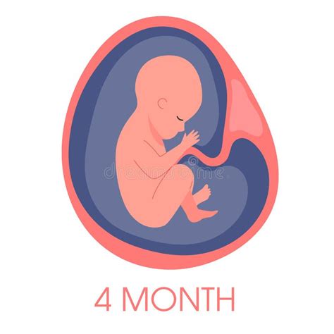 Embrión En útero Cuarto Mes Desarrollo Fetal Y Crecimiento Durante
