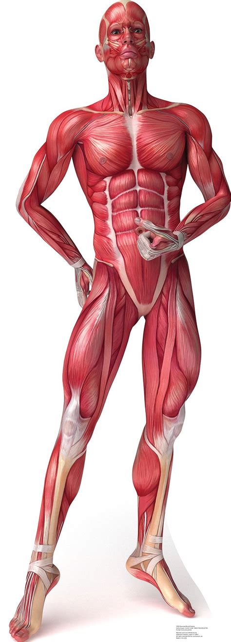 All of these things can lead to long term back pain (and chronic complaining!). The 25+ best Anatomy ideas on Pinterest | Anatomy of the body, Human body anatomy and Human ...