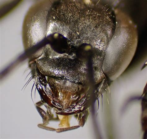 Anoplius Concinnus Female Clypeus Dordon Quarry Warwick Flickr