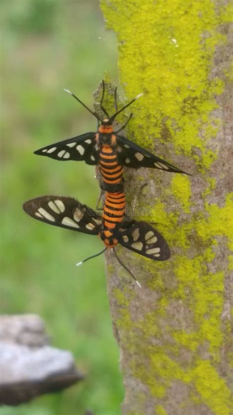 Sex Insects Stock Image Image Of Relationsheep Branch 23469921