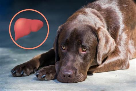The Most Common Liver Diseases In Dogs Symptoms Causes And Treatment