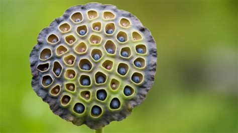 Understanding Trypophobia Unraveling The Mystery Behind The Fear Of Clustered Holes