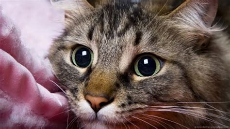 None of the customers complained about the components and chemical content of the products. 10 Unexpected Ways Your Cat Is Actually Saying 'I Love You ...