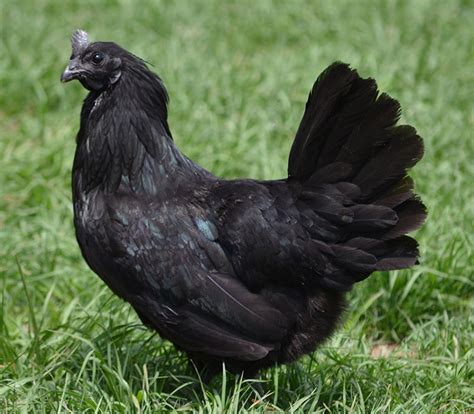 Ayam Cemani Facts You Didnt Know Backyard Chickens Learn How To