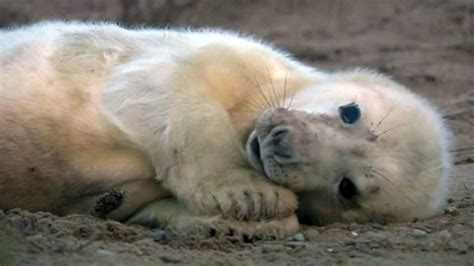 Blakeney Point Seal Pup Numbers May Break Records Bbc News