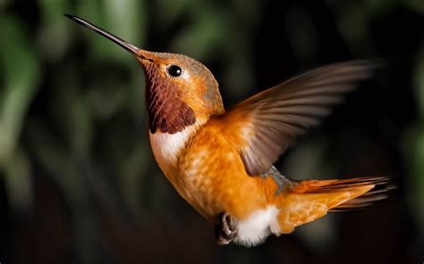 49 Bing Wallpapers And Screensavers Birds On Wallpapersafari