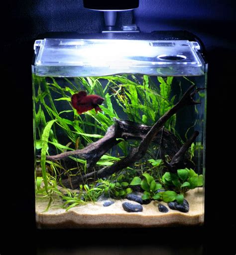 Show Off Your Evolve Betta Tank Betta Fish Tank Aquarium Fish