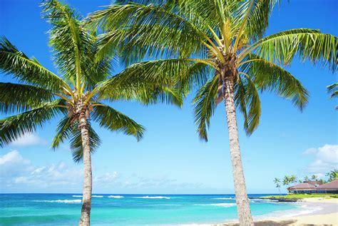 Palm Trees On The Sandy Beach In Hawaii Photograph By Elena Chukhlebova