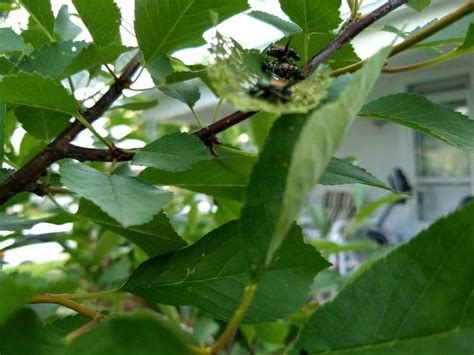 How To Get Rid Of Insects On Cherry Tree Eating Leaves Hometalk