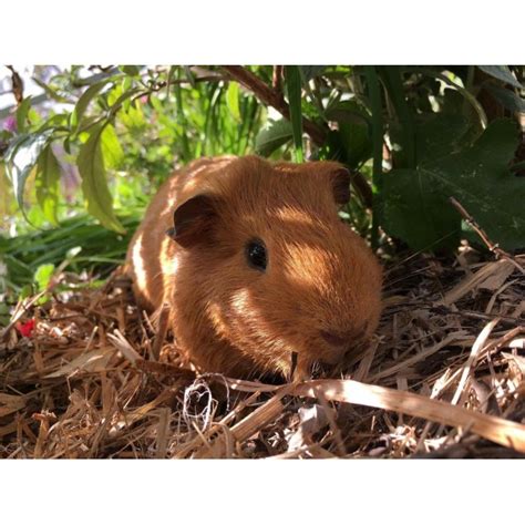 Local rescue groups exhibit for free so plan on meeting your next pet here! Austin *•Adopt me•* - Male Short-hair Guinea Pig Guinea ...
