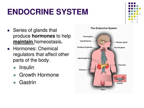 Understanding The Endocrine System