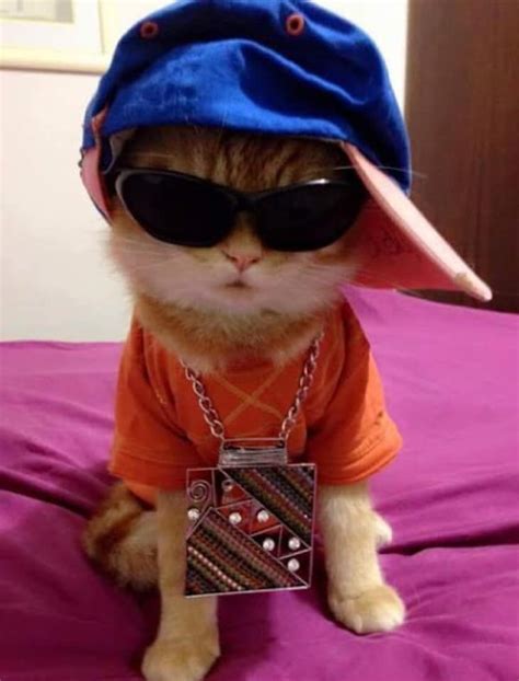 Cool Cat Cute Cat Memes Cute Funny Animals Funny Animals