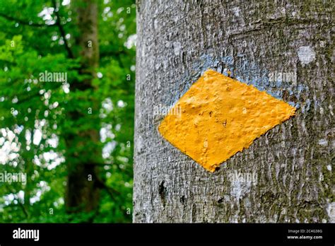 Standard Swiss Hiking Trail Marker Yellow Diamond Painted On A Tree