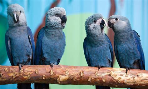 Spixs Macaw Photos The Worlds Most Endangered Species Ny Daily News