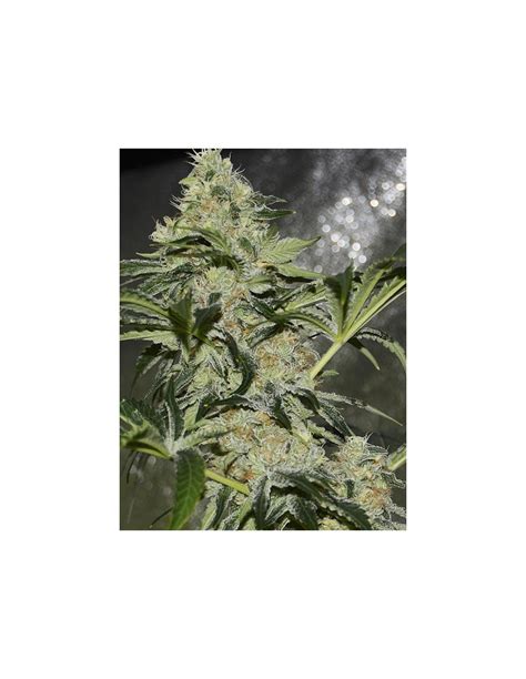 Buy Gorilla Candy From Eva Seeds Oaseeds