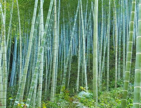 Is Bamboo Sustainable All You Need To Know About Bamboo
