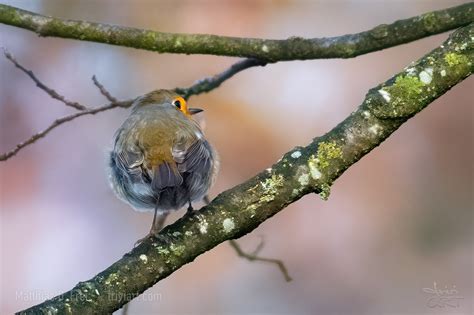 Welcher mondaufgang kann nach deutsche mark monduntergang passieren. Wann ist ein Foto ein gutes Foto? › triviART