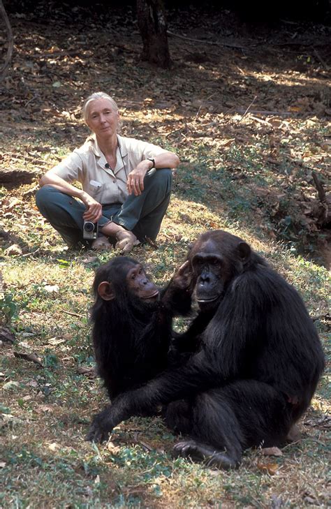 The story of one remarkable woman who became a global icon in animal welfare and conservation who not only hoped for a better world, she achieved it! A brief history of chimpanzee conservation - Jane Goodall