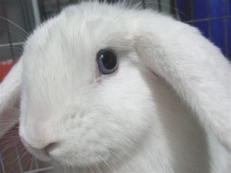 Holland Lop Blue Eyed White Rabbit Usa Animales