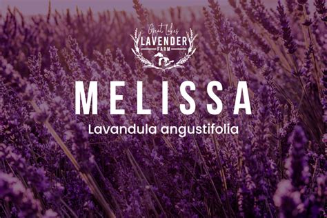 The Ultimate Guide To Melissa Lavender Growing Harvesting And