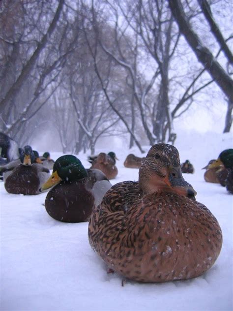 Ducks Bunker Down In The Winter Beautiful Birds Animals Beautiful