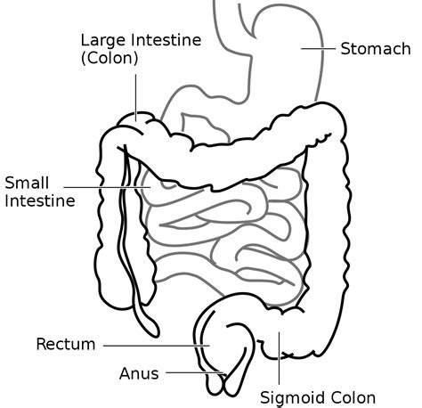 Sigmoid Colon Function Location And Related Conditions