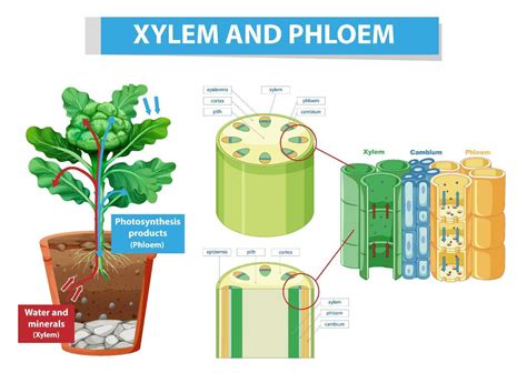 Diagram Showing Xylem And Phloem In Plant 7205960 Vector Art At Vecteezy