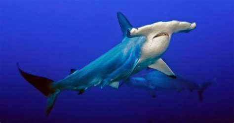 10 Facts That Will Change How You View Sharks Listverse