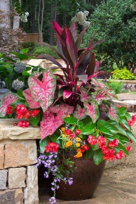 Potted Plants For Shady Area ~ Plants Patio Container Gardening