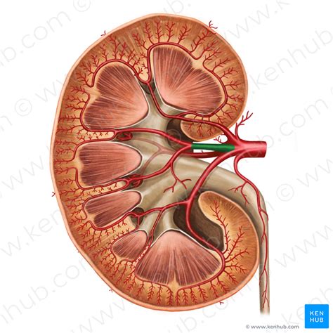 Anterior Branch Of Renal Artery Ramus Anterior Arteriae Renalis Kenhub
