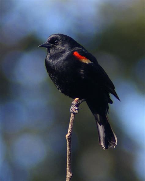Those Ravishing Red Winged Blackbirds Bird Canada