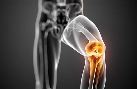Functional Anatomy of the Knee: Movement and Stability - Interactive
