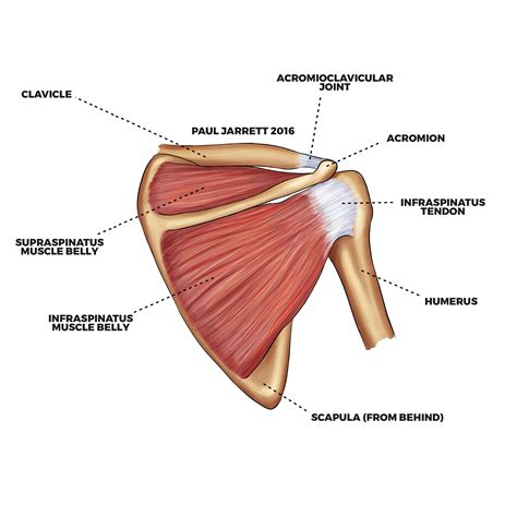Shoulder Anatomy Vector Illustration Labeled Skeleton And Muscle Scheme The Best Porn