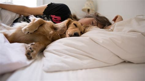 Frauen schlafen besser mit Hunden an ihrer Seite als mit Männern
