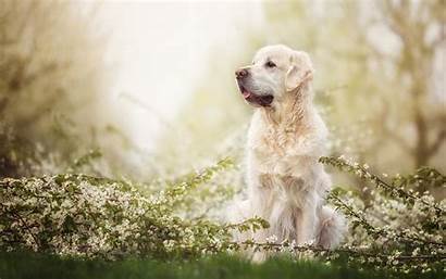 Spring Dogs Retriever Golden Dog Wallpapers Desktop