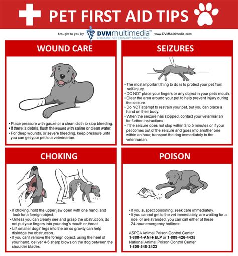 First Aid For Pets Lubbock Small Animal Emergency Clinic Lubbock