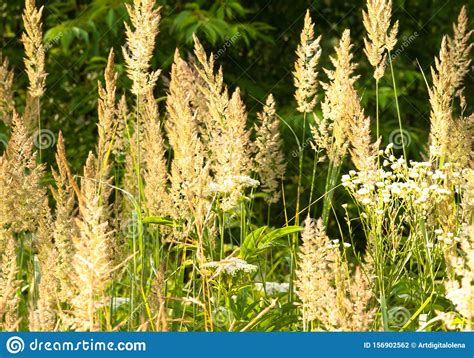 Forest High Grass In The Summer Stock Photo Image Of Outdoors Meadow