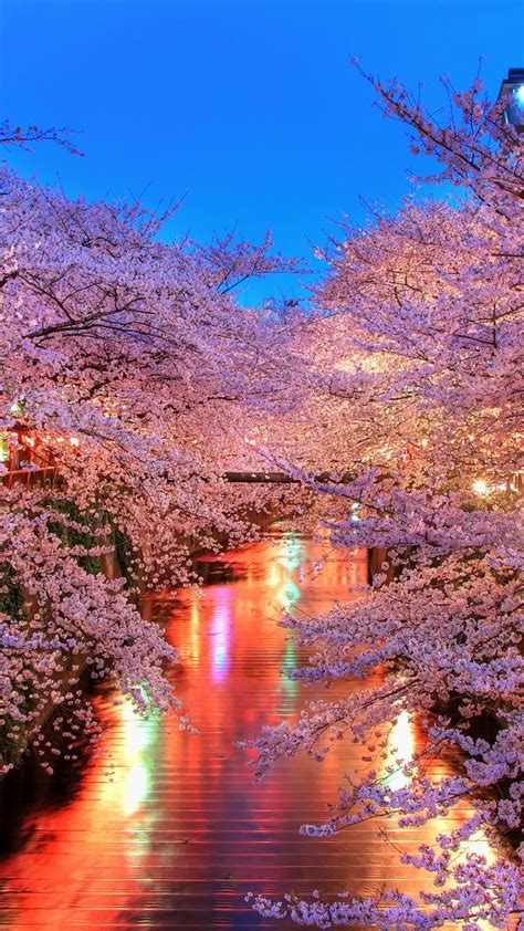 anime cherry blossom wallpaper iphone