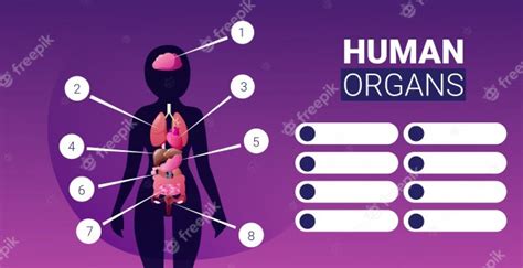 Premium Vector Human Body Structure Infographic Poster With Female