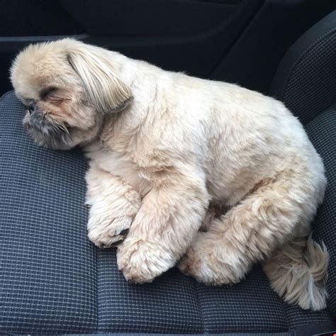 Dougie The Shih Tzu On Instagram “two Seconds After Getting In The Car