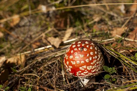 Potilaan Lääkärilehti - Sienen tunnistaminen auttaa sienimyrkytyksen hoidossa