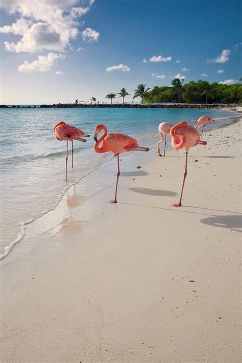 Caribbean Beach With Pink Flamingos By George Oze Caribbean Beaches Flamingo Beautiful Beaches