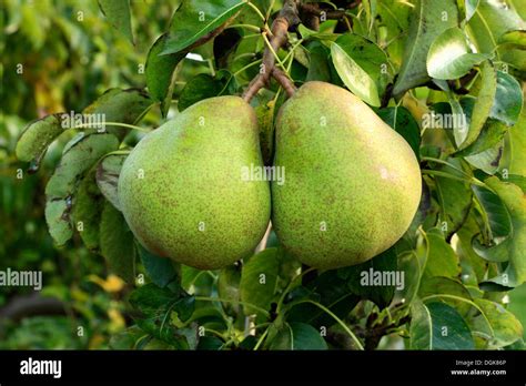 Pear Doyenne Du Comice Pyrus Communis Pears Variety Varieties