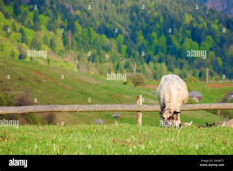 Grazing Goat Hi Res Stock Photography And Images Alamy
