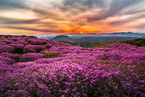 Desktop Wallpapers Korea Fog Nature Mountains Flowers Grasslands