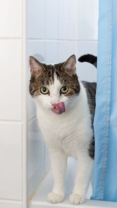 why does my cat lick me after i shower obsession explained reasons why your cat licks you