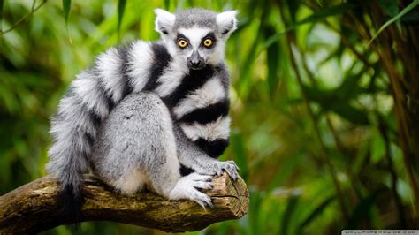 Ringsvanslemur Lemur Animals Wild Animal Photography
