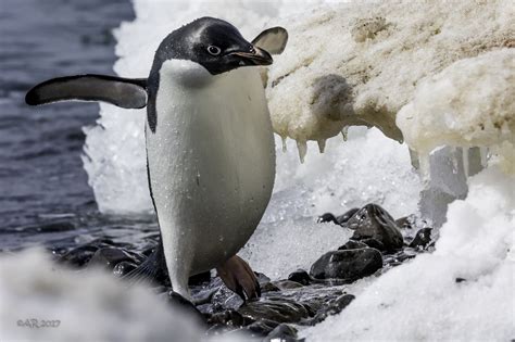 How Many Penguins Can A Polar Bear Eat Penguins Blog