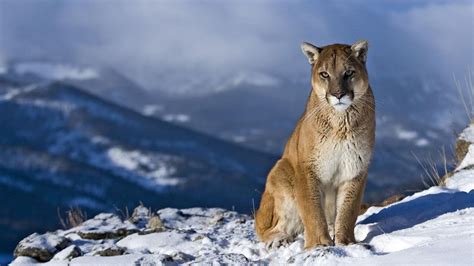 Brown Lion Mountains Snow Nature Pumas Hd Wallpaper Wallpaper Flare